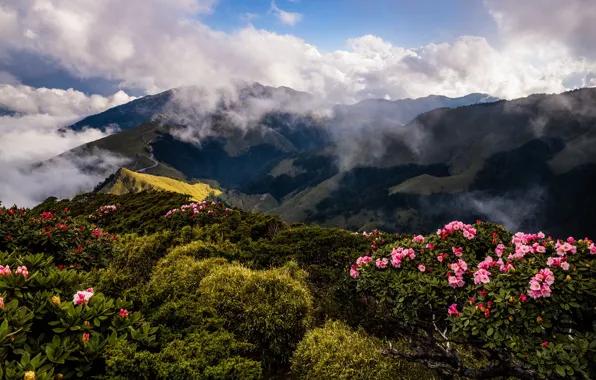 Picture greens, the sky, clouds, landscape, flowers, mountains, nature, fog