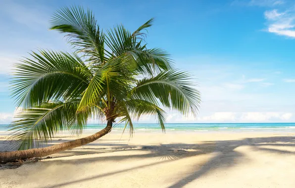 Sand, sea, wave, beach, summer, the sky, palm trees, shore
