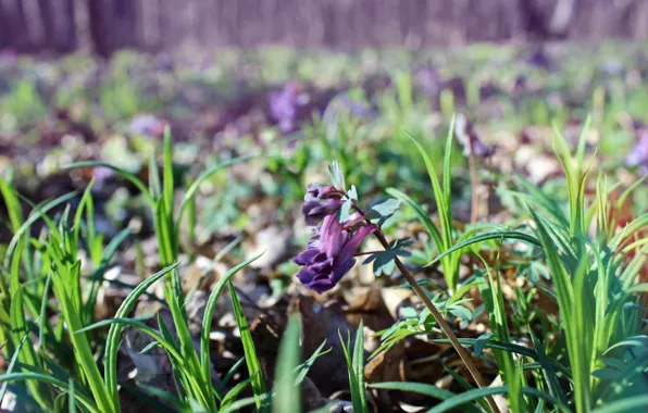 Picture forest, purple, grass, day, bokeh, Scilla, dry leaves