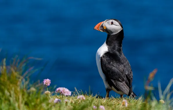 Picture water, flowers, bird, shore, blue background, Atlantic puffin