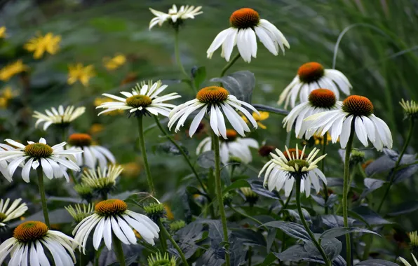 Summer, flowers, blur, garden, flowerbed, bokeh, rudbeckia, Echinacea