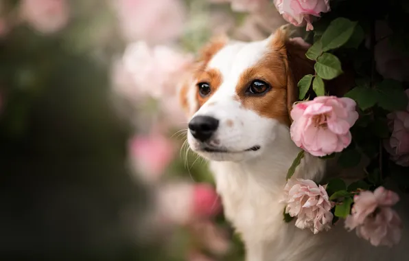 Picture look, face, flowers, portrait, roses, dog, bokeh