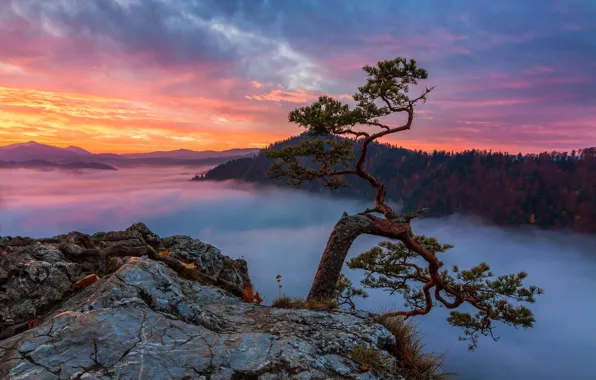 Forest, the sky, clouds, sunset, mountains, branches, fog, stones