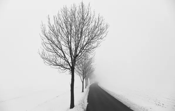 Winter, road, trees