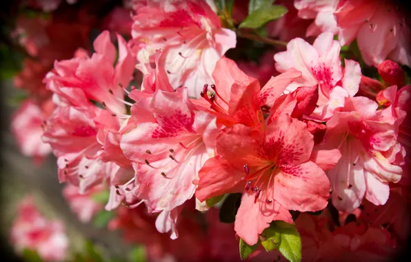 Flowers, branches, red, nature, background, beauty, petals, garden