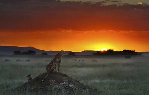 Field, sunset, Cheetah, Buffalo, cheetahs