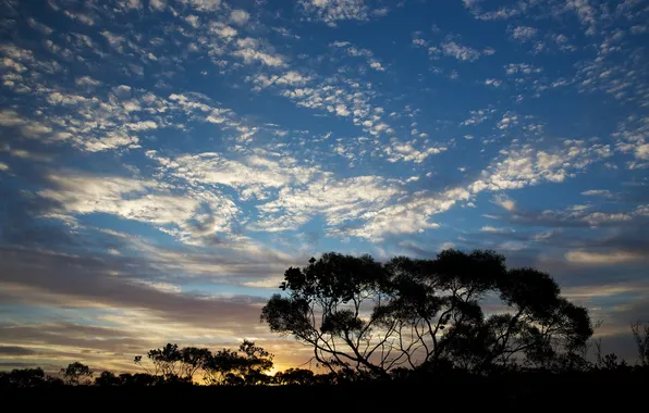 The sky, clouds, trees, sunset, silhouette