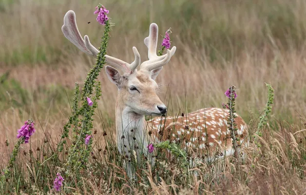 Picture flowers, nature, deer