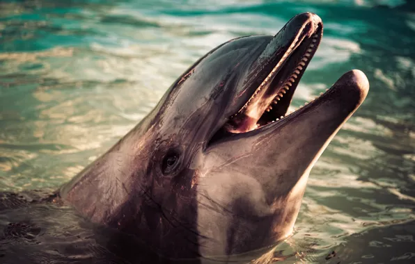 Face, water, Dolphin, portrait, bathing, mouth, pond