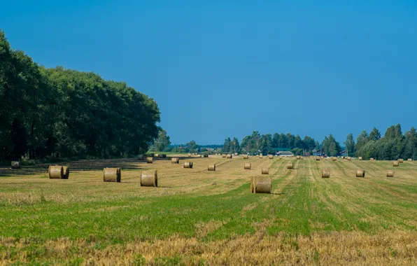 The sky, village, stack, harvesting