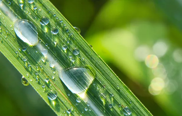 Picture grass, drops, plant