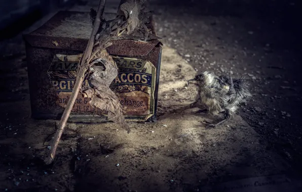 Box, bird, treatment, rust, art