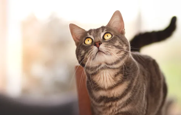 Cat, cat, look, face, grey, tail, light background, striped