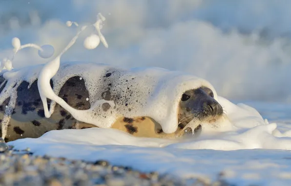 Sea, wave, look, face, foam, squirt, shore, seal