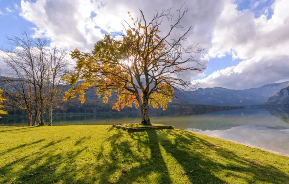Autumn, trees, shore, pond