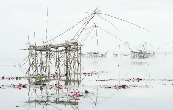 Flowers, network, lake