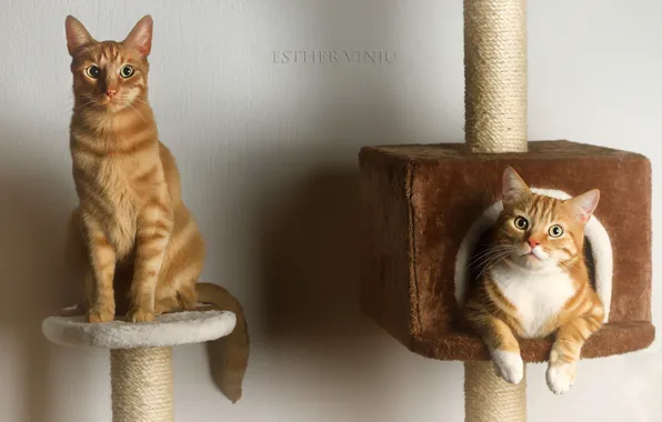 Cats, pair, red