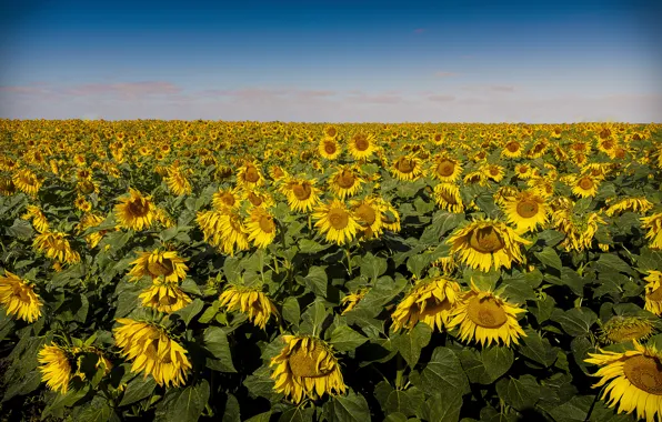 Picture field, the sky, sunflowers, horizon, field of sunflowers