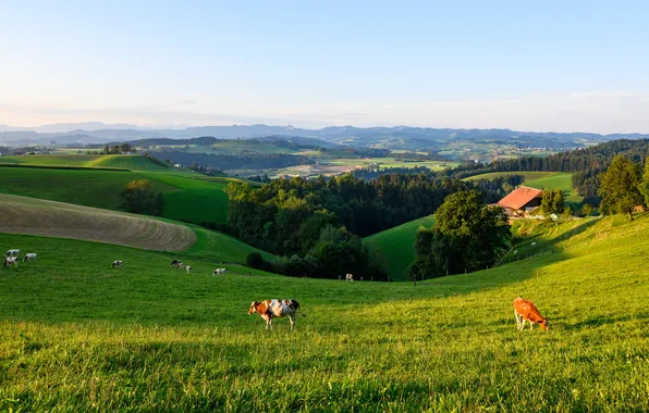 Greens, field, forest, summer, the sky, grass, light, trees