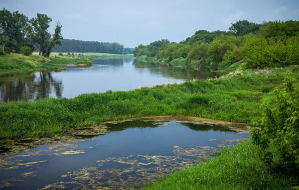 Picture grass, water, landscape, nature