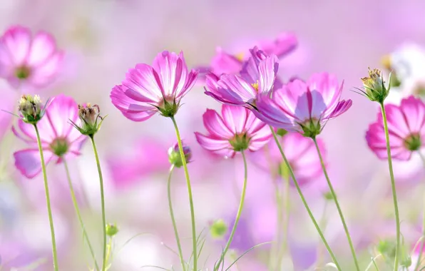 Pink, kosmeya, summer.