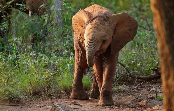 Picture grass, face, branches, nature, pose, elephant, baby, cub