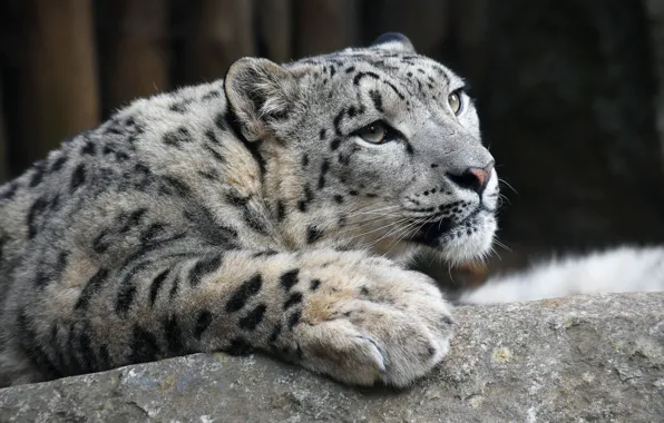 Picture look, face, pose, the dark background, portrait, paws, lies, IRBIS