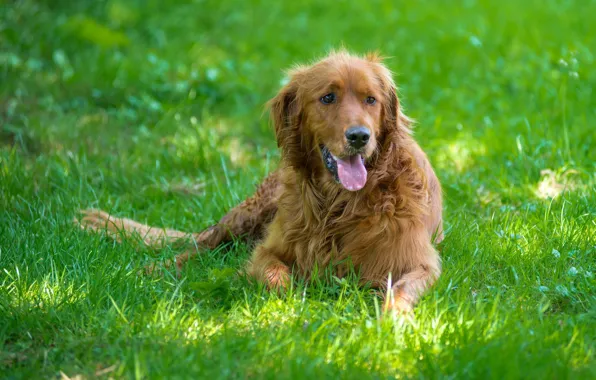 Language, grass, light, dog, lies, red, green background, Retriever