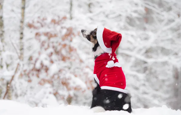 Winter, frost, forest, look, snow, red, nature, pose