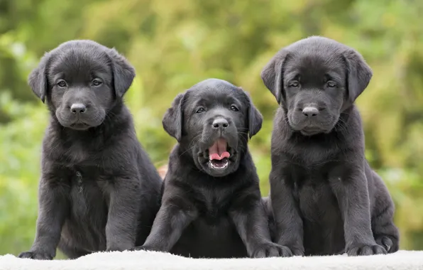 Picture dogs, puppies, trio, Trinity