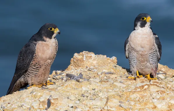 Background, feathers, pair, Falcon, Duo, falcons, predatory, two birds