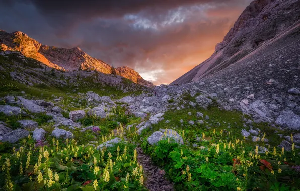 Sunset, flowers, mountains