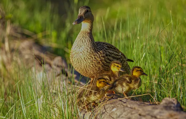 Grass, light, birds, duck, log, kids, ducklings, duck