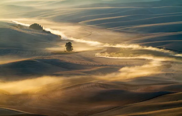 Field, landscape, fog, morning