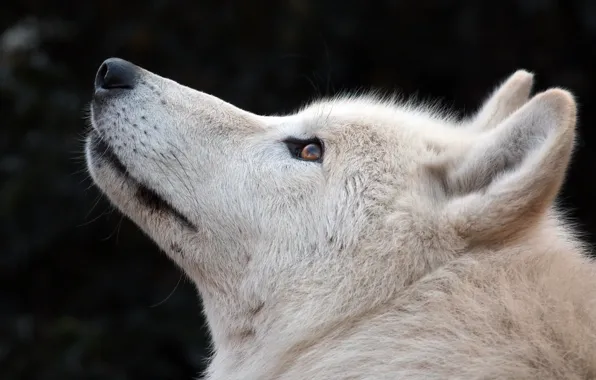 White, wolf, wool