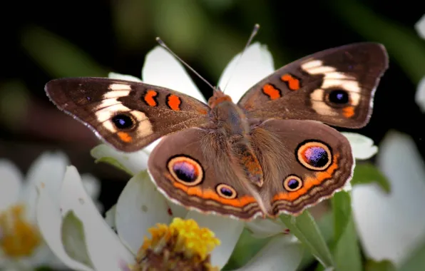 Picture flower, patterns, wings, Butterfly