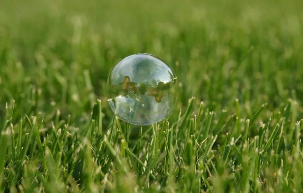 Picture Grass, Green, Bubble
