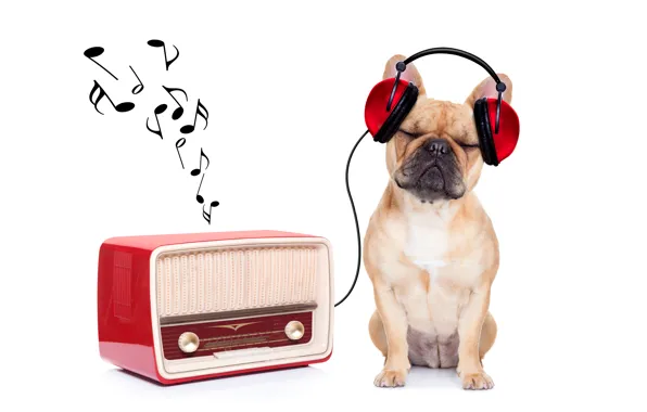 Picture music, radio, humor, headphones, white background, bulldog