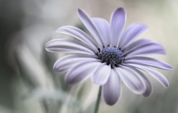 Picture flower, macro, petals, Daisy, Cape Daisy