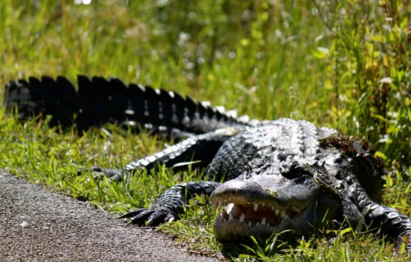 Grass, Crocodile, reptile, Alligator