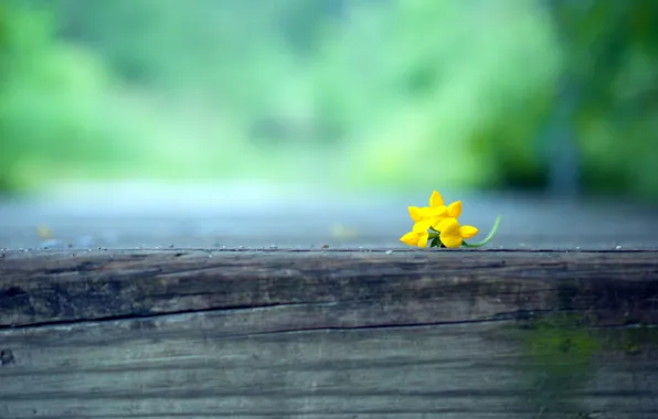 Macro, flowers, background