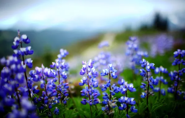 Picture greens, purple, leaves, flowers, nature, green, plant, Lupin