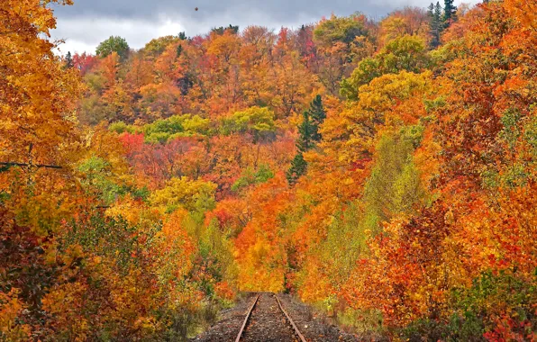 Road, autumn, forest, leaves, trees, rails, slope