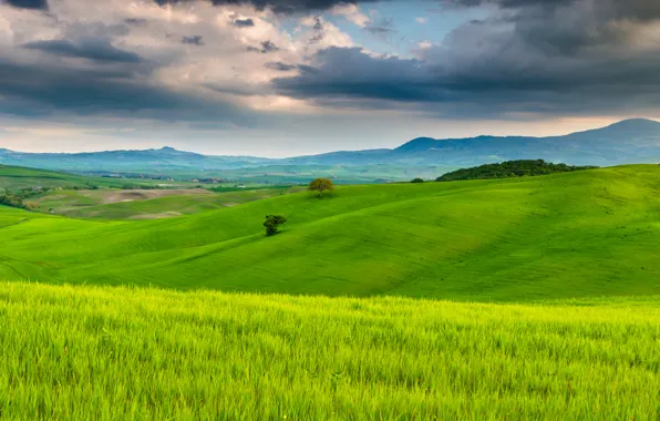 The sky, clouds, trees, nature, field, Italy, Tuscany