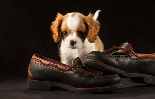 Picture the dark background, shoes, shoes, puppy, cutie, photoshoot, the cavalier king Charles Spaniel