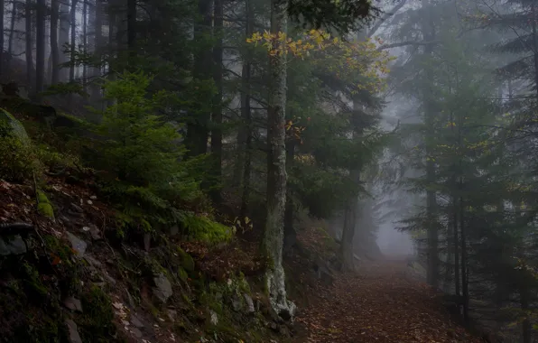 Autumn, forest, trees, nature, fog, France, path, France