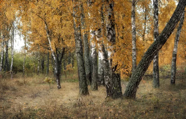 Autumn, forest, grass, branch, trunks, foliage, birch, birch grove