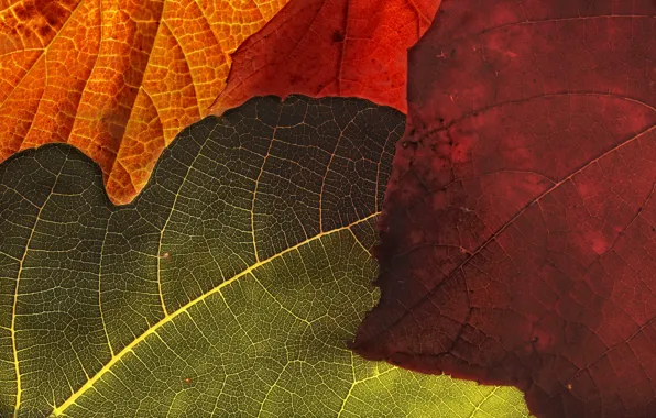 Picture leaves, macro, background, color