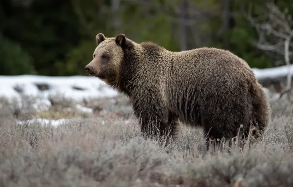 Bear, profile, brown, trrava