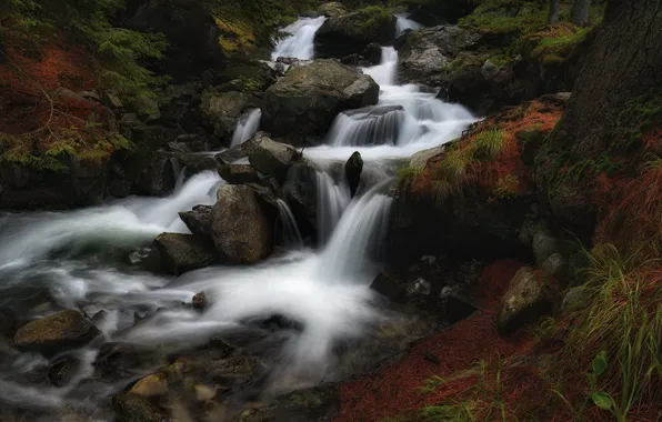 Forest, water, landscape, nature, the dark background, stones, waterfall, stream